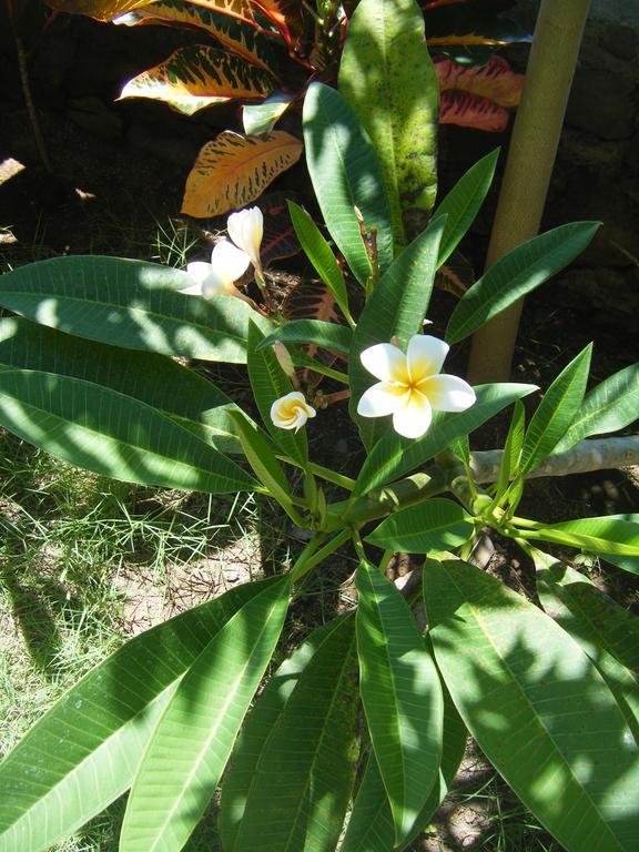 Alur Beach Homestay Αμέντ Εξωτερικό φωτογραφία